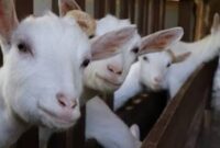 Ilustrasi Strategi bisnis Peternakan Kambing