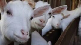 Ilustrasi Strategi bisnis Peternakan Kambing