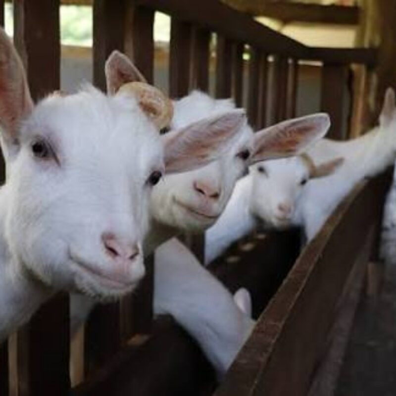 Ilustrasi Strategi bisnis Peternakan Kambing