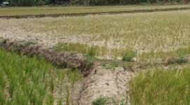 Kondisi lahan sawah dibeberapa wilayah Sungai Penuh 