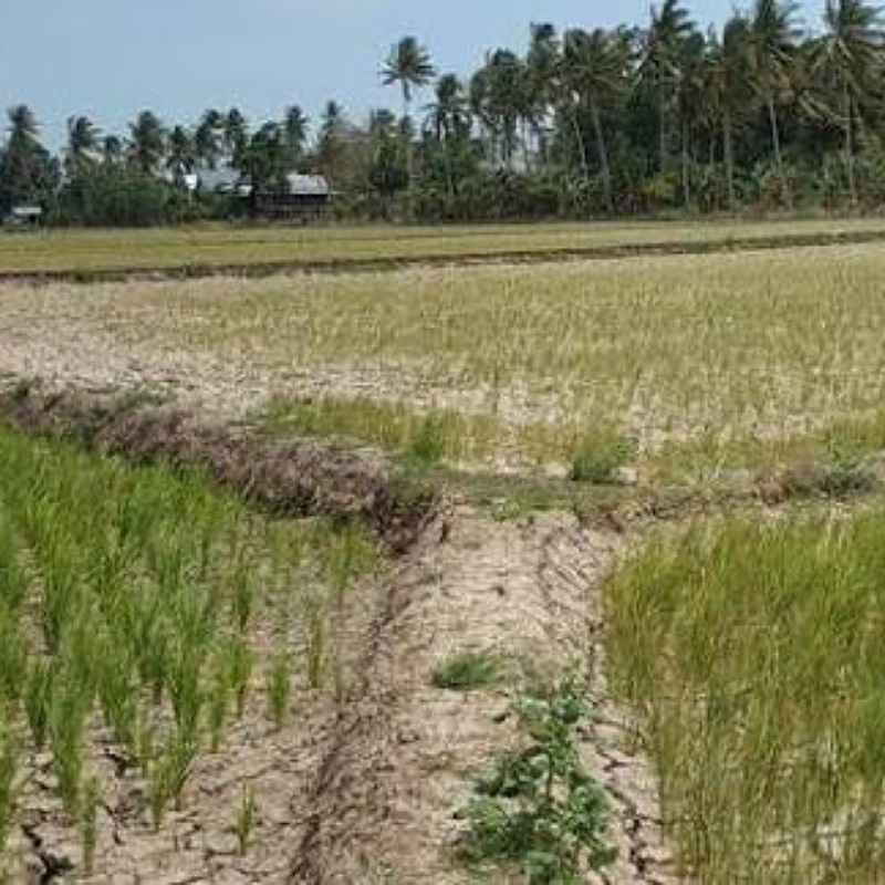 Kondisi lahan sawah dibeberapa wilayah Sungai Penuh 