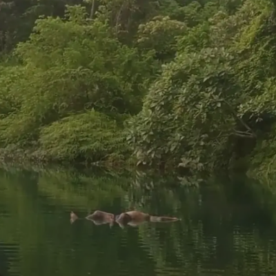 Penampakan jasad mengapung di Danau Merangin