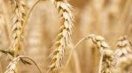 Rencana pengembangan pertanian Gandum di Kerinci dan Merangin