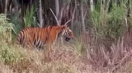 Potongan Video dan Foto Viral di Medsos, harimu Berkeliaran di Tanjabbar