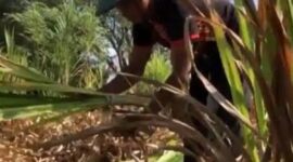 Ilustrasi Guru Paruh Waktu nyari rumput usai mengajar,