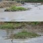 Kondisi Sungai Batang Merao pasca Sungai Batang Merao menyusut