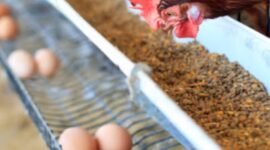 Ilustrasi Pemerintah siapkan KUR Rp50 T bagi peternak ayam, untuk pasok bahan MBG. 