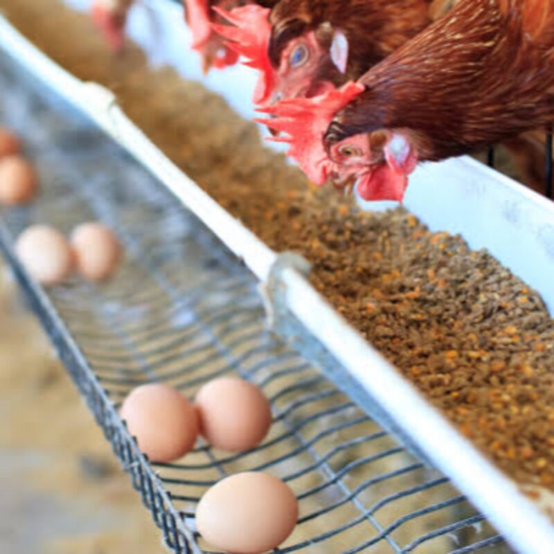 Ilustrasi Pemerintah siapkan KUR Rp50 T bagi peternak ayam, untuk pasok bahan MBG. 