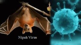 Nipah Virus Cases In India