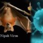Nipah Virus Cases In India