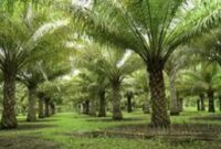 Ilustrasi lahan sawit