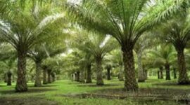 Ilustrasi lahan sawit