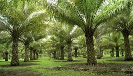 Ilustrasi lahan sawit