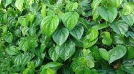 Manfaat daun sirih bagi kesehatan