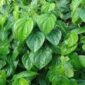 Manfaat daun sirih bagi kesehatan
