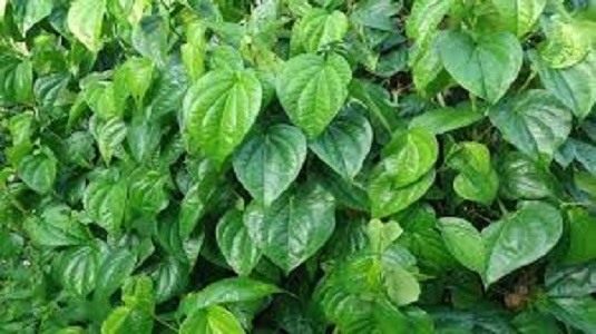 Manfaat daun sirih bagi kesehatan