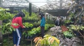 Foto ; Usaha Pembibitan Tanaman Buah Unggul