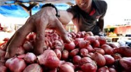 Ilustrasi harga Bawang di pasar tradisional Kerinci anjlok