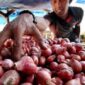 Ilustrasi harga Bawang di pasar tradisional Kerinci anjlok