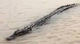 Penampakan buaya di permukiman warga pasca banjir di Tanjabtim