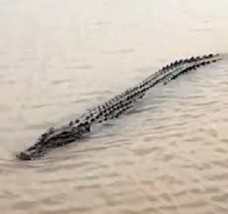 Penampakan buaya di permukiman warga pasca banjir di Tanjabtim