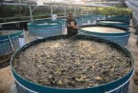 Bisnis Budidaya ikan air tawar