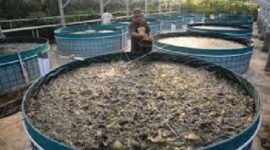 Bisnis Budidaya ikan air tawar