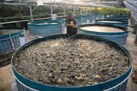 Bisnis Budidaya ikan air tawar