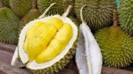 Batas aman makan durian