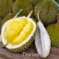 Batas aman makan durian