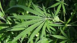 Ilustrasi tanaman ganja