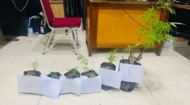 Barang bukti tanaman ganja yang diamankan Polres Kerinci