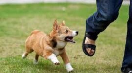 Ilutrasi kasus gigitan Hewan ternak di Sungai Penuh