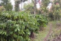 Tampak kebun kopi milik petani Kecamatan Gunung Raya