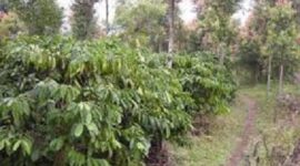 Tampak kebun kopi milik petani Kecamatan Gunung Raya
