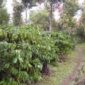 Tampak kebun kopi milik petani Kecamatan Gunung Raya
