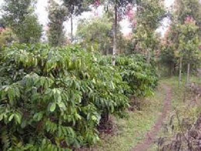 Tampak kebun kopi milik petani Kecamatan Gunung Raya