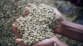 Harga Kopi cenderung stabil