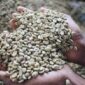Harga Kopi cenderung stabil
