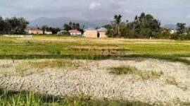 Penampakan lahan sawah di desa Debai saat musim kemarau.