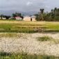 Penampakan lahan sawah di desa Debai saat musim kemarau.