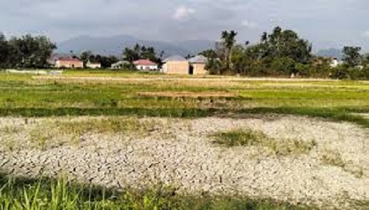 Penampakan lahan sawah di desa Debai saat musim kemarau.