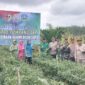 Foto bersama Bupati Sarolangun, H Hurmin bersama unsur Forkopimda dilokasi panen perdana cabai metode tumpang sari di sarolangun