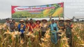 Wakil Gubernur Jambi Drs. H. Abdullah Sani, M. Pd.I dan Wakapolda Jambi Brigjen Pol. Mirza Mustaqim Panen Raya Jagung Kuartal I tahun 2026 di Desa Tunas Mudo, Kecamatan Sekernan, Kabupaten Muaro Jambi.