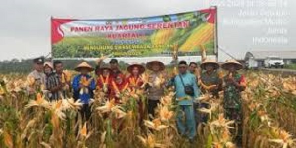 Wakil Gubernur Jambi Drs. H. Abdullah Sani, M. Pd.I dan Wakapolda Jambi Brigjen Pol. Mirza Mustaqim Panen Raya Jagung Kuartal I tahun 2026 di Desa Tunas Mudo, Kecamatan Sekernan, Kabupaten Muaro Jambi.