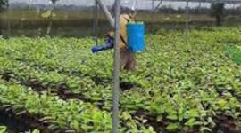 Ilustrasi strategi sukses bisnis pembibitan buah unggul