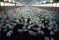 Salah satu dari 7 ide peternakan tahun 2026