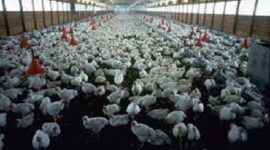 Salah satu dari 7 ide peternakan tahun 2026