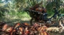 Tampak prosesi pemanenan buah sawit, ditengah naiknya Harga sawit 