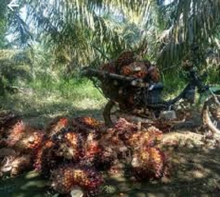 Tampak prosesi pemanenan buah sawit, ditengah naiknya Harga sawit 
